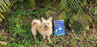 BAT 2.0 Book for Dog Aggression, Frustration, & Fear (Signed Paperback)