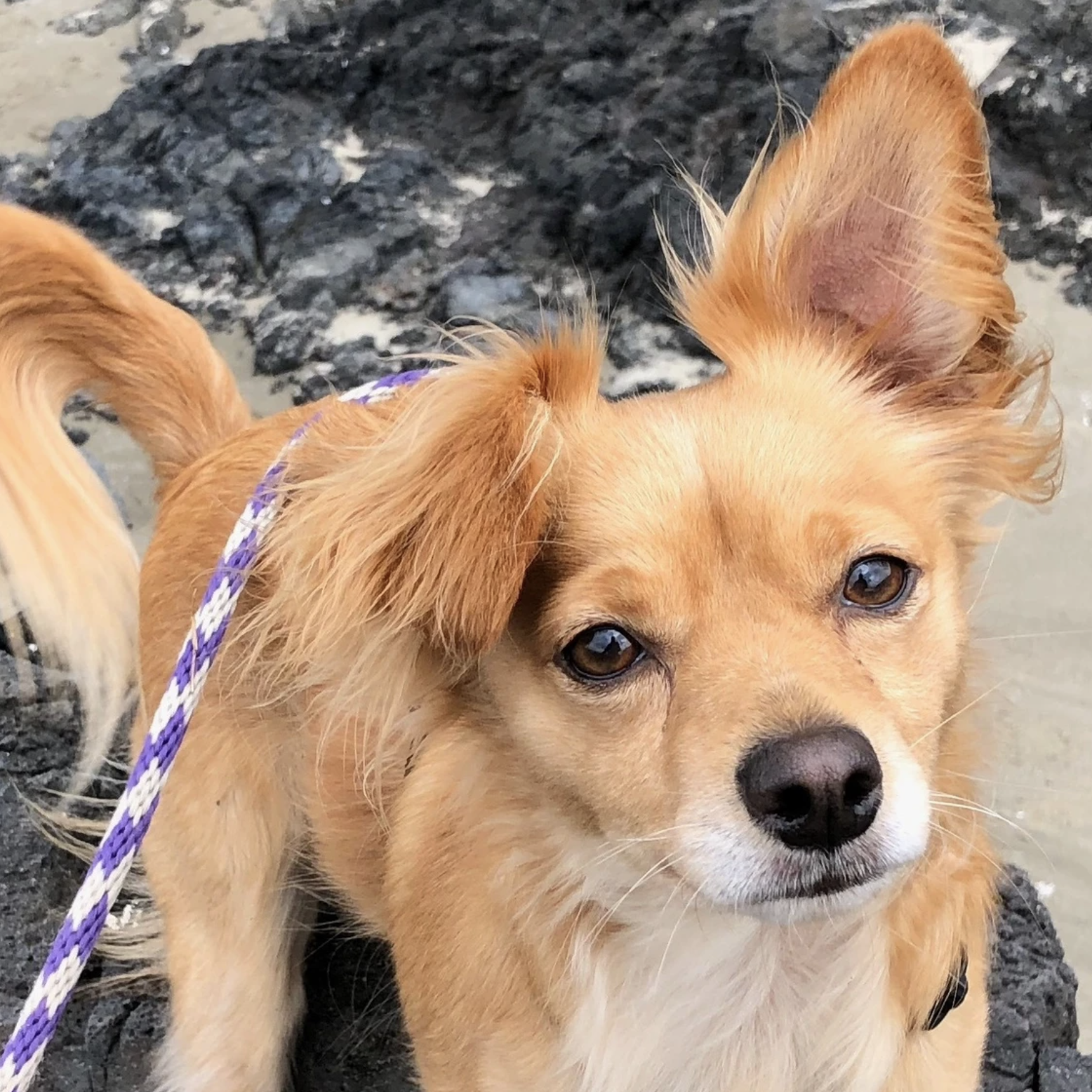 Effort-less Dog Walking: New Innovations in BAT Leash Skills (Recorded Live Webinar)
