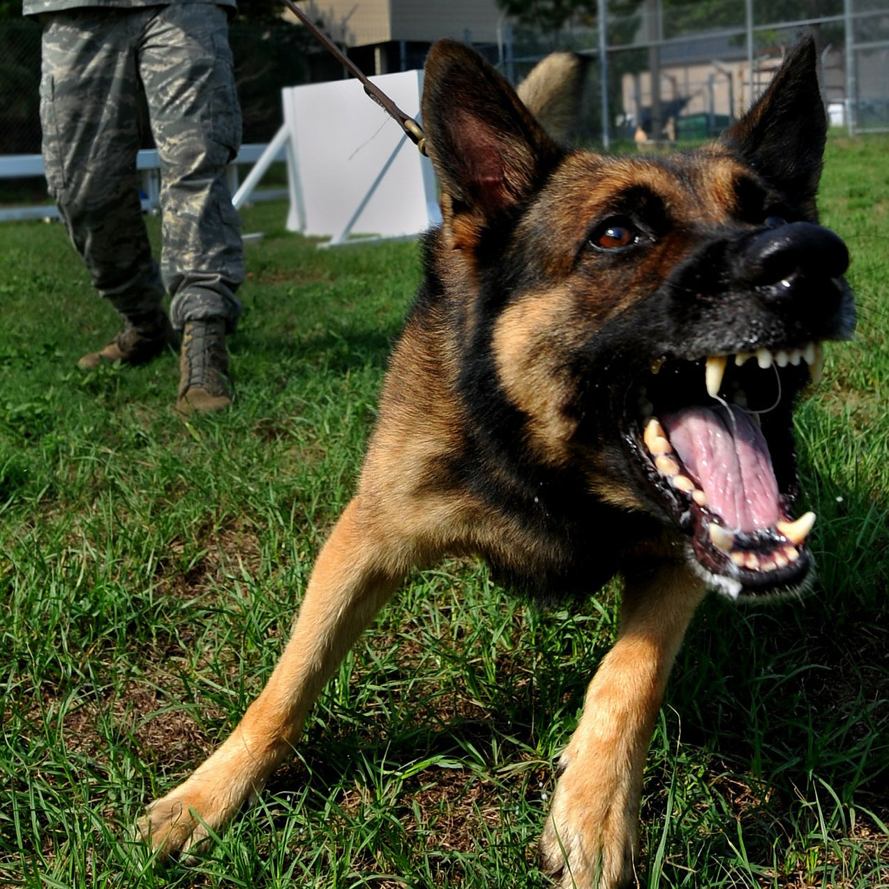 Barking Mad: BAT & Other Techniques for Frustration - Online Course