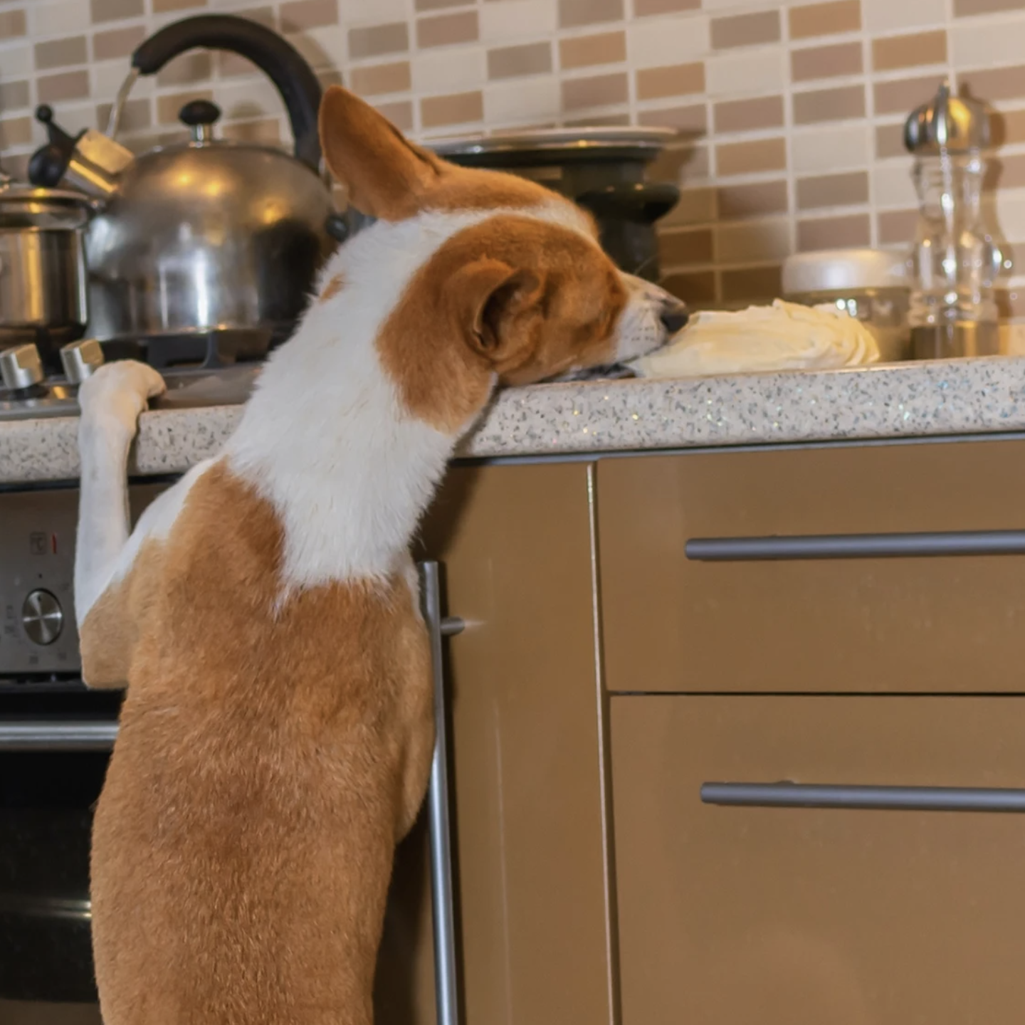 Common Behavior Problems: Inside the Home