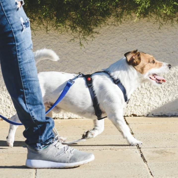 Common Behavior Problems: Outside the Home (Walking, Come, etc.)