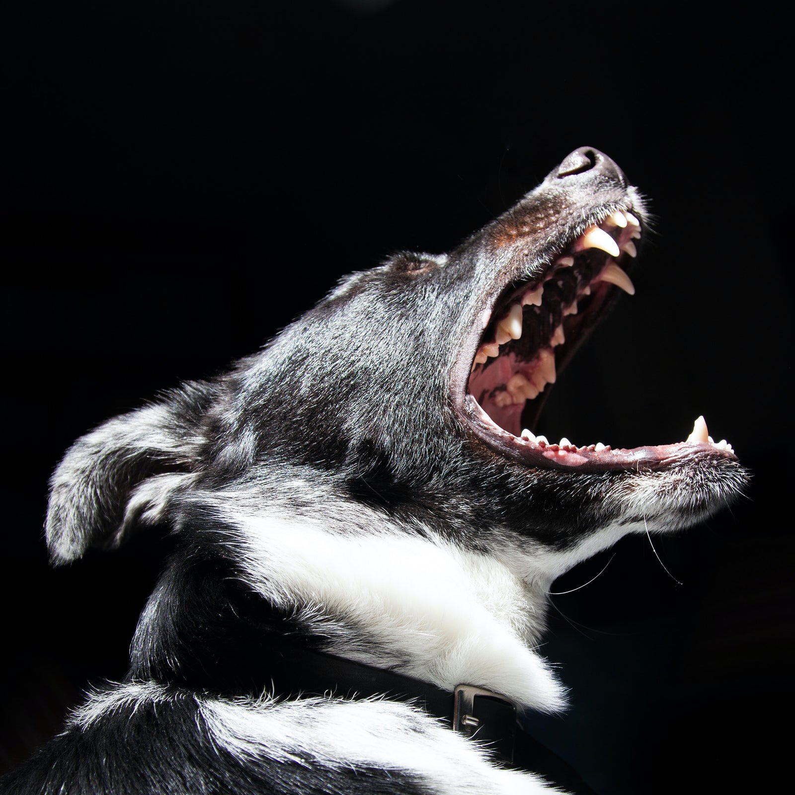 Common Behavior Problems: Reactivity