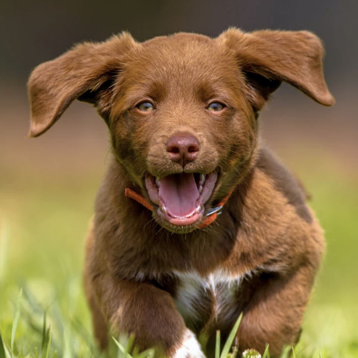 Empowered Puppy Raising Online Course