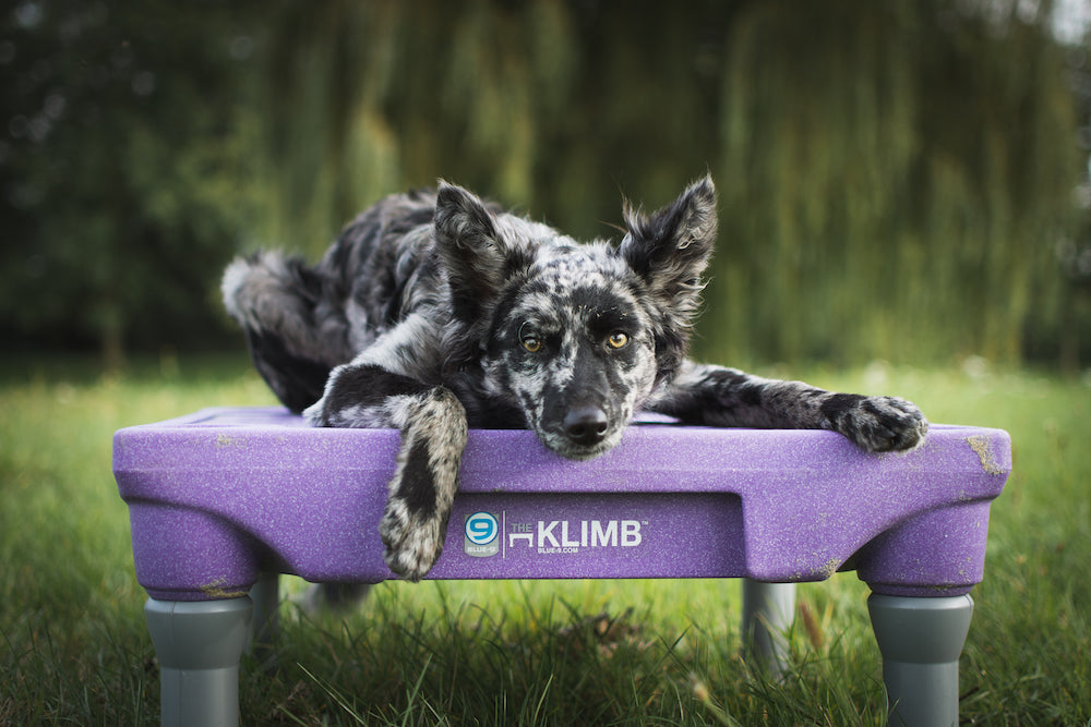 Dog klimb best sale