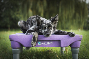 KLIMB™ Dog Training Platform