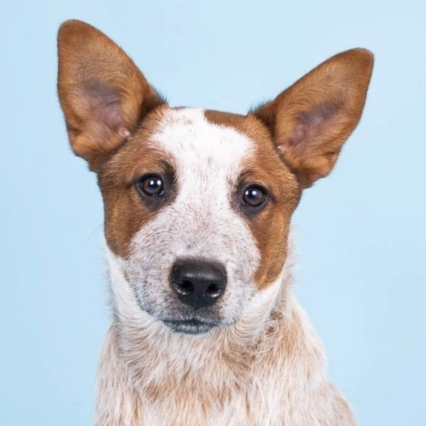 Tween Puppy Class Sessions (Recorded Live Course)