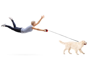 Stop Pulling!Loose Leash Walking for Dogs and Puppies (complete self-paced online course).