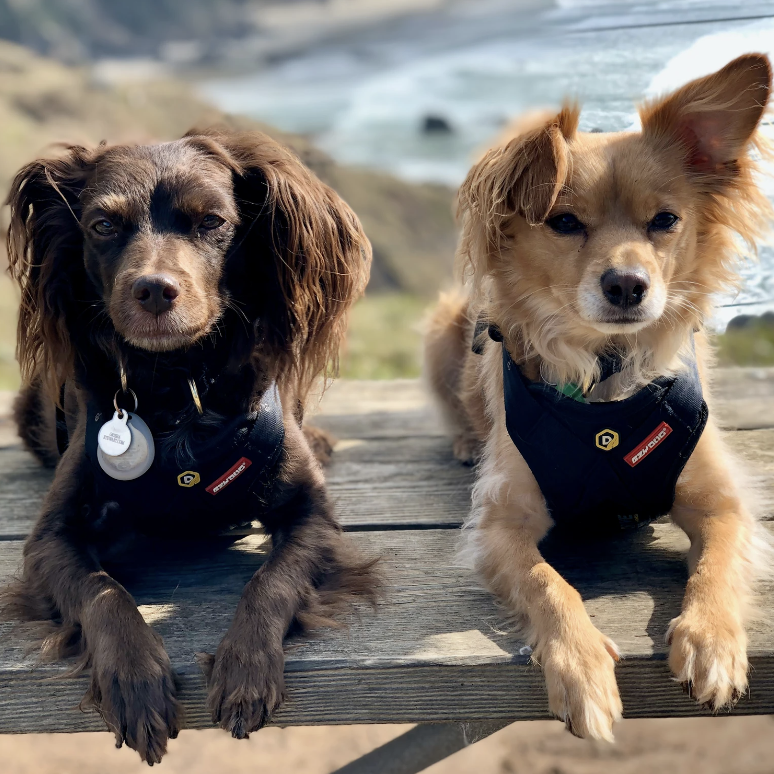 Small Dogs Rule! (Recorded Live Webinar)