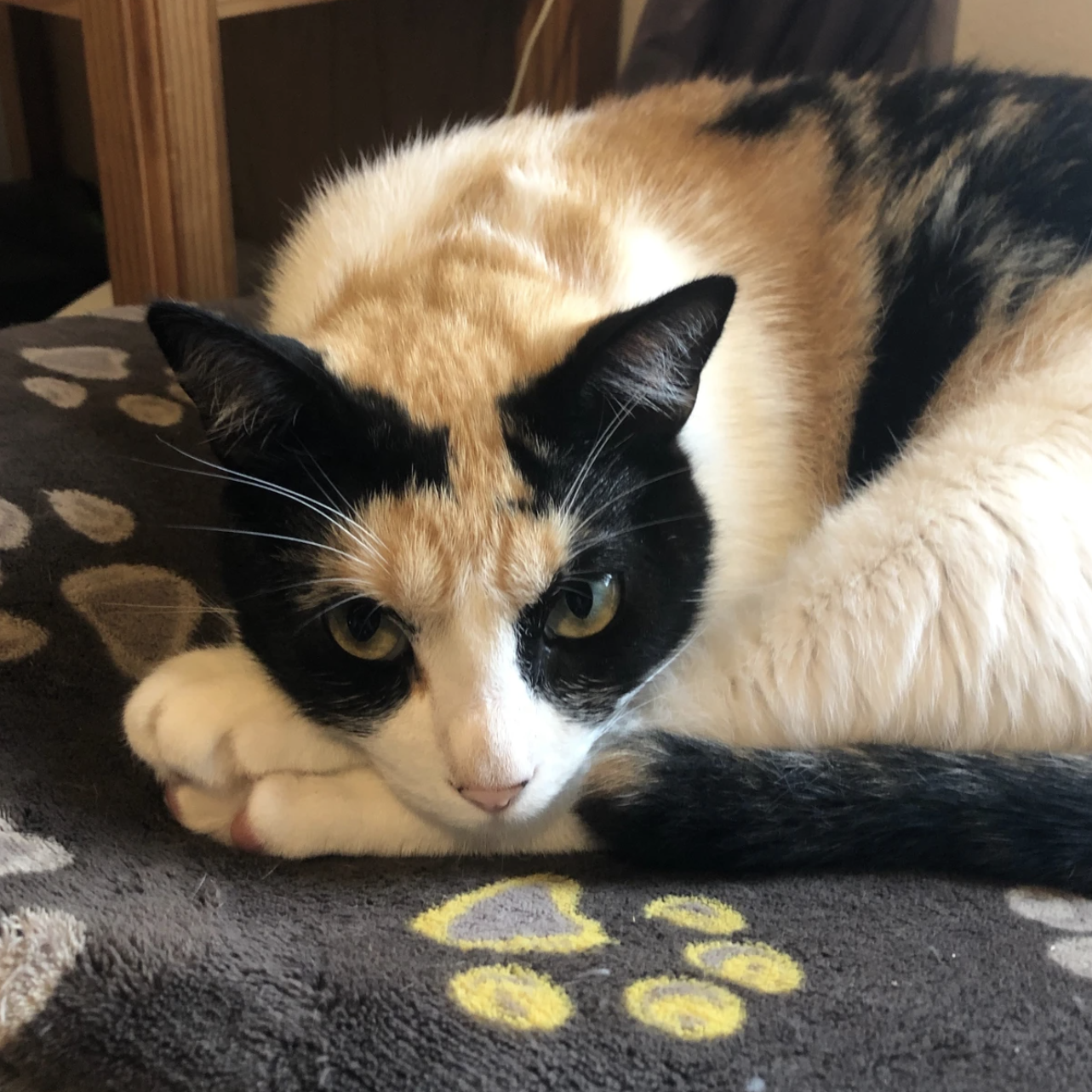 Consent: Don't Just Grab the Pussy Cat (Recorded Live Webinar)